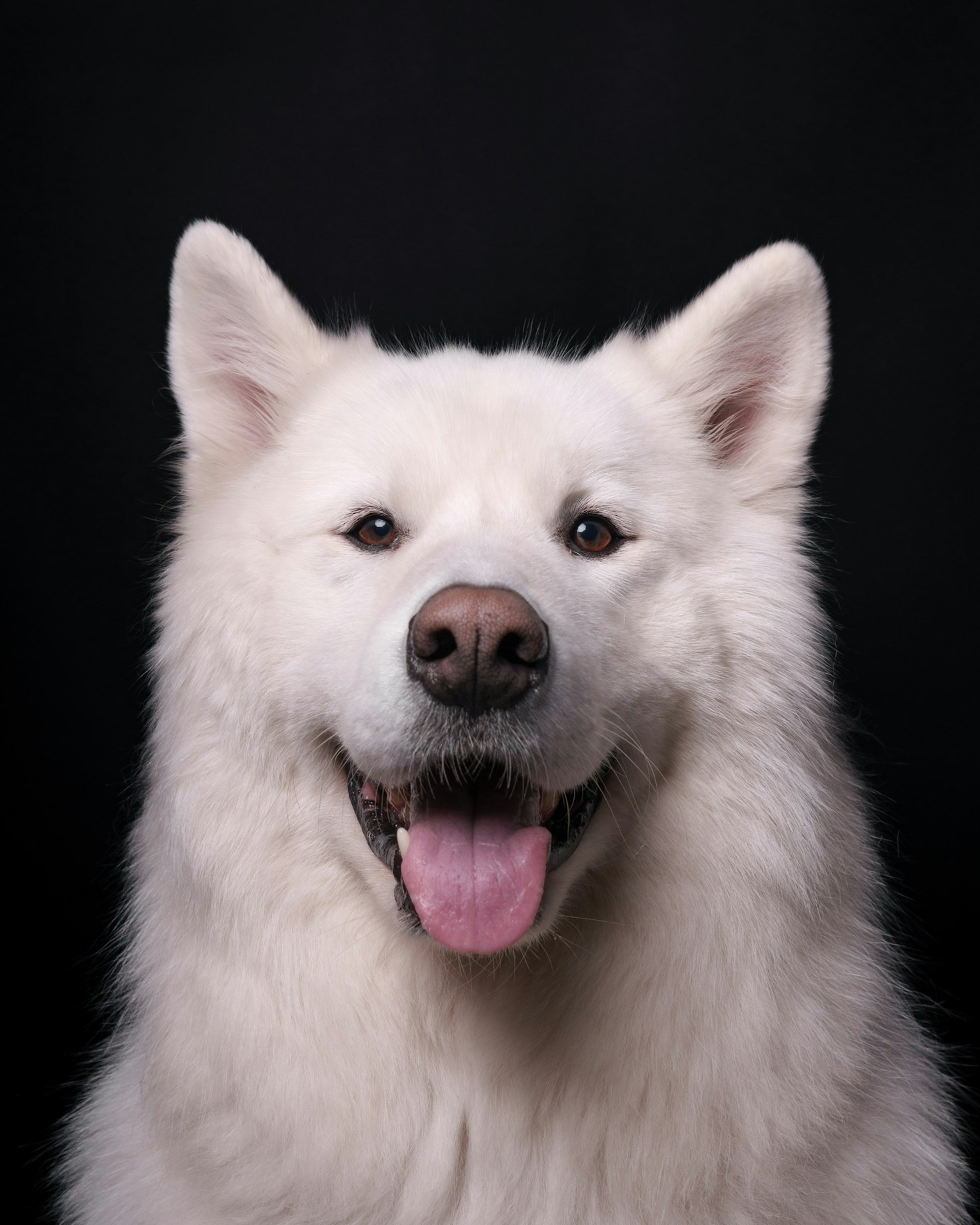 Tips voor prachtige foto’s van honden