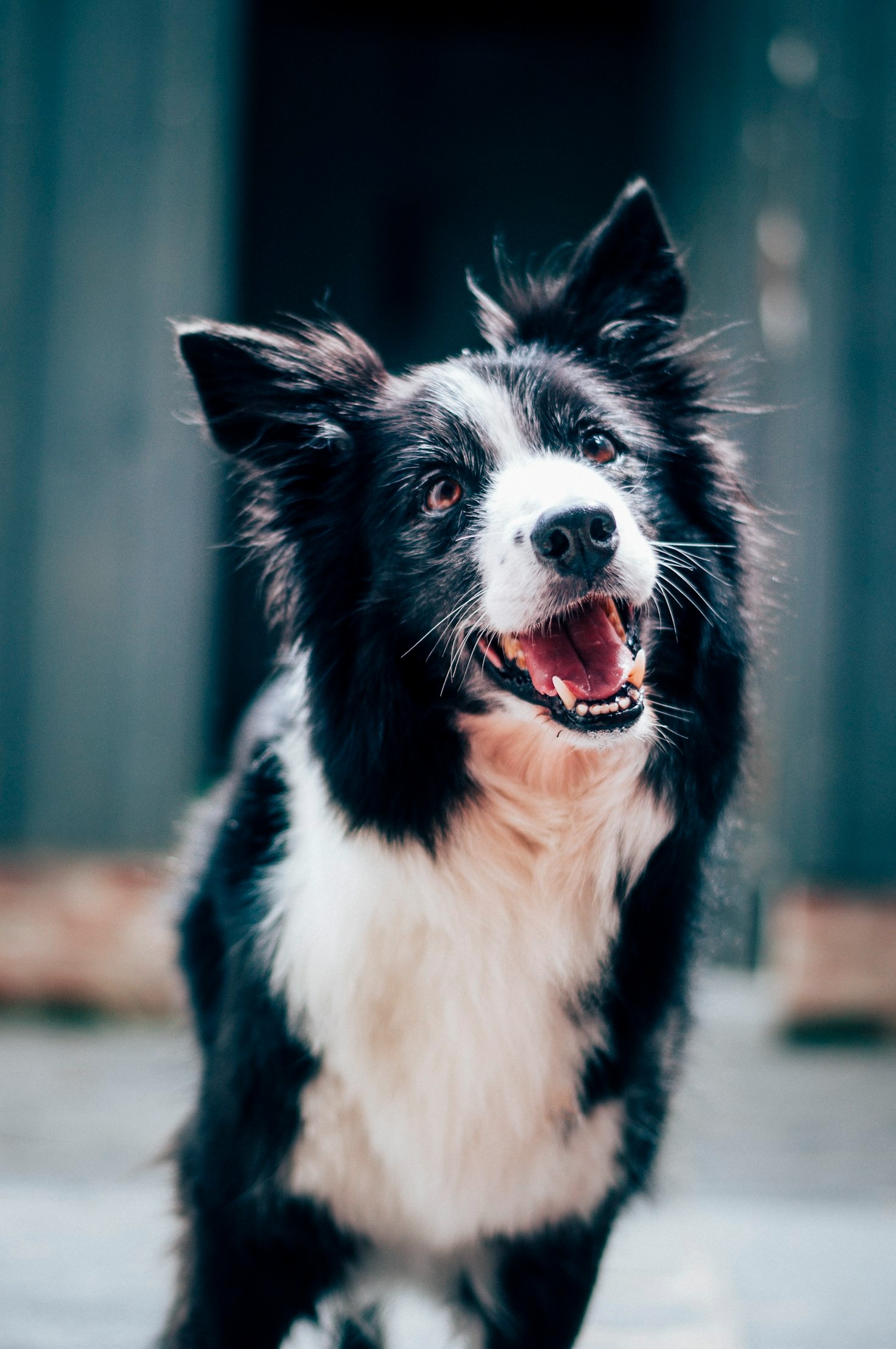 Zo help je een angstige hond